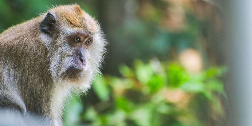 Lagoon Tour to Monkey Island in Negombo - Negombo sets the stage, and it’s close to the airport