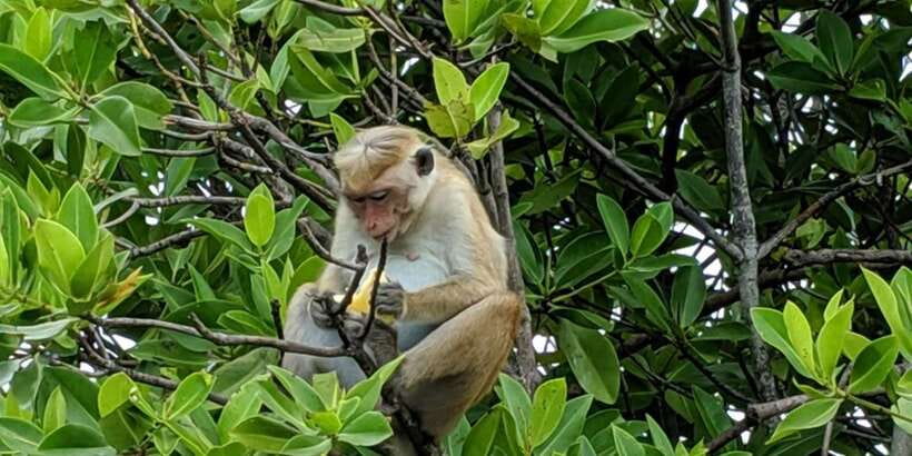 Lagoon Tour to Monkey Island in Negombo - Monkey Island: monkeys, feeding time, and how to keep it friendly