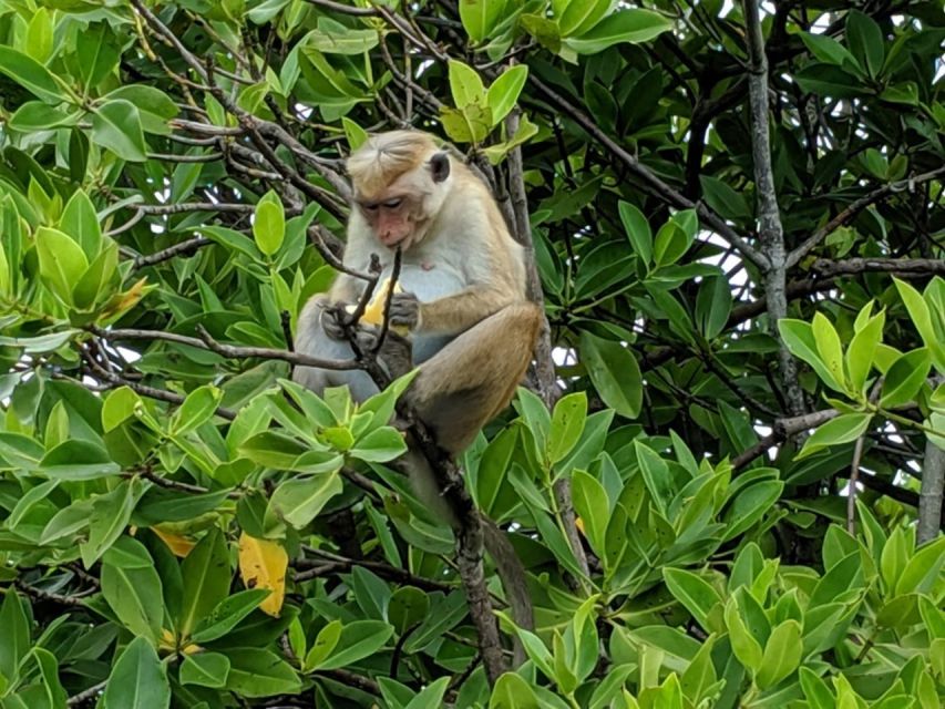 Lagoon Tour to Monkey Island in Negombo - The coconut and shallow-water stop: why it feels like more than a transfer