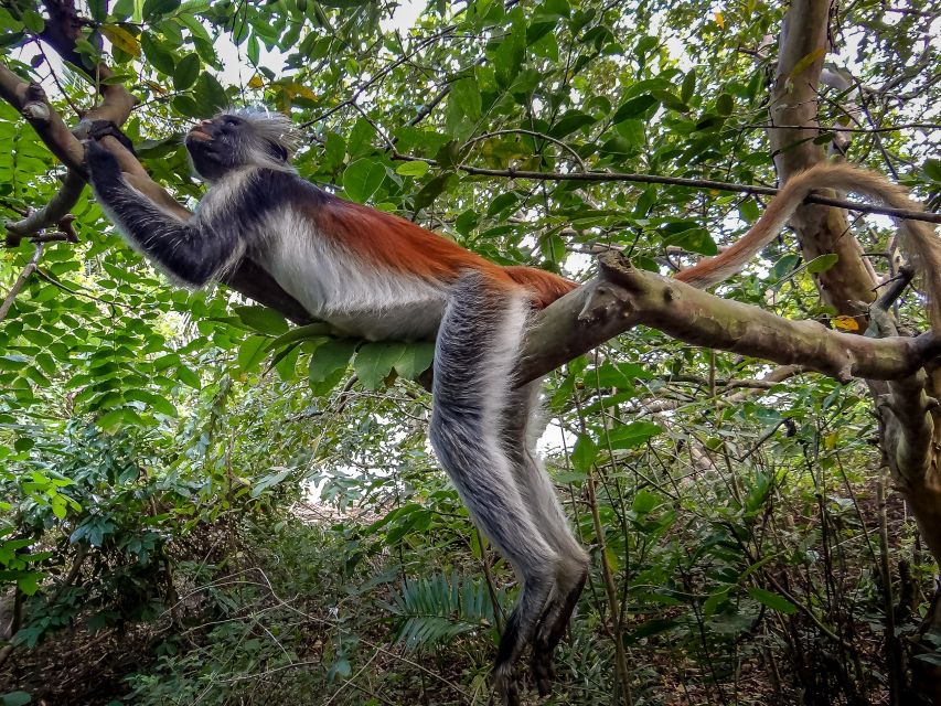 Lagoon Tour to Monkey Island in Negombo - Should you book the Lagoon Tour to Monkey Island?