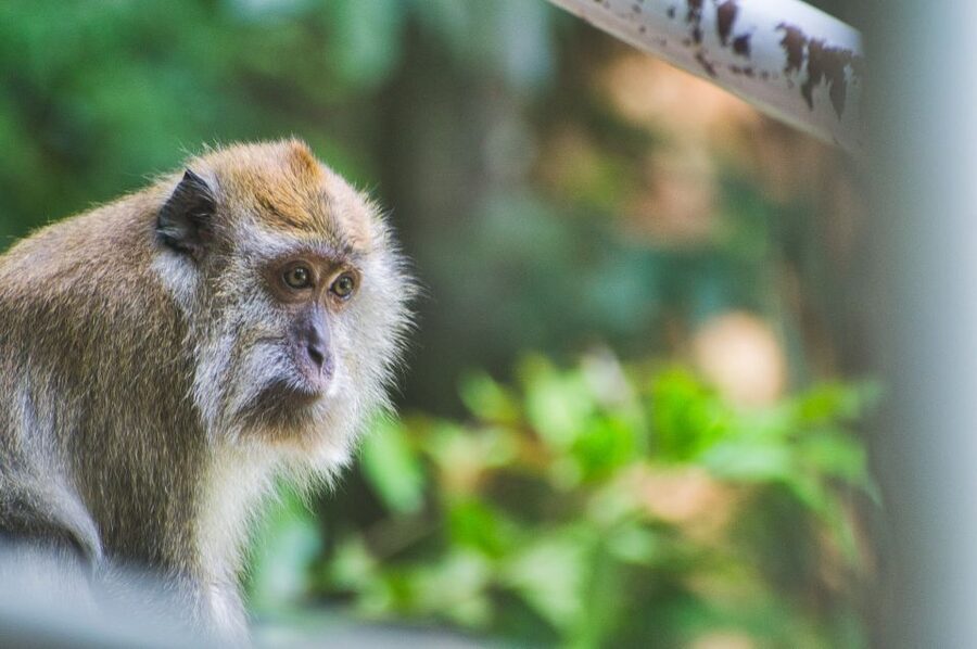 Lagoon Tour to Monkey Island in Negombo - FAQ