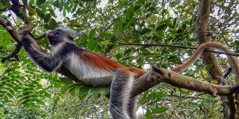 Lagoon Tour to Monkey Island in Negombo - The 2-hour flow: what happens from launch to return