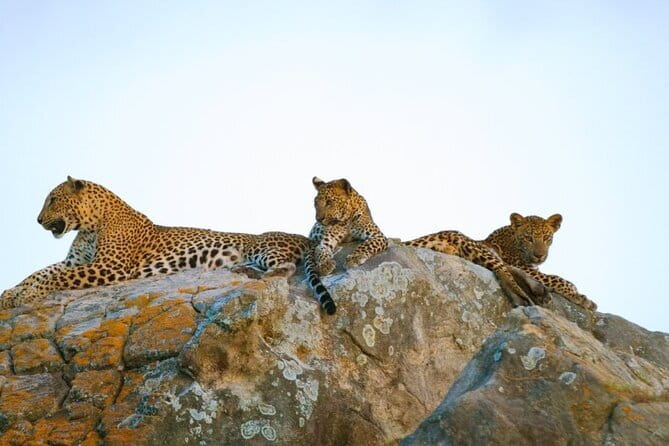 Leopard Half Day Yala National Park Eleven Safari - Key highlights you should know
