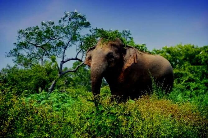 Leopard Half Day Yala National Park Eleven Safari - The guide difference: Priyantha’s spot-the-stuff skill
