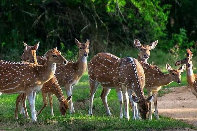 Leopard Half Day Yala National Park Eleven Safari - Yala National Park: leopards, birds, and crocodiles in the same morning
