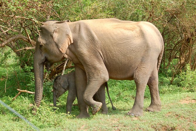 Leopard Safari in Yala National Park(Full Day/Half A Day) - Key Things to Know Before You Go