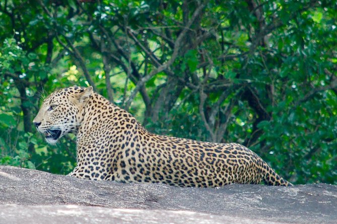 Leopard Safari in Yala National Park(Full Day/Half A Day) - Pickup, Drop-Off, and Where the Safari Starts in Real Life