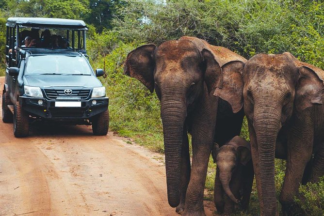 Leopard Safari Tour in Yala National Park - Golden Hours Driving: How the Safari Changes After Early Spots