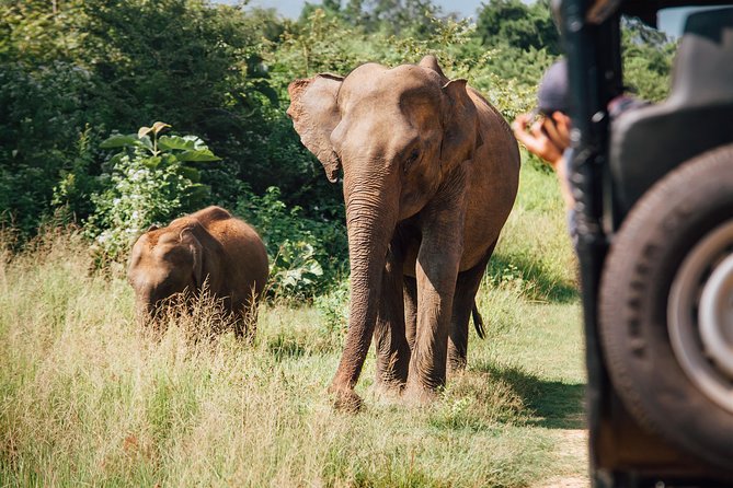 Leopard Safari Tour in Yala National Park - What You Can Expect to See: Big 3 and Beyond