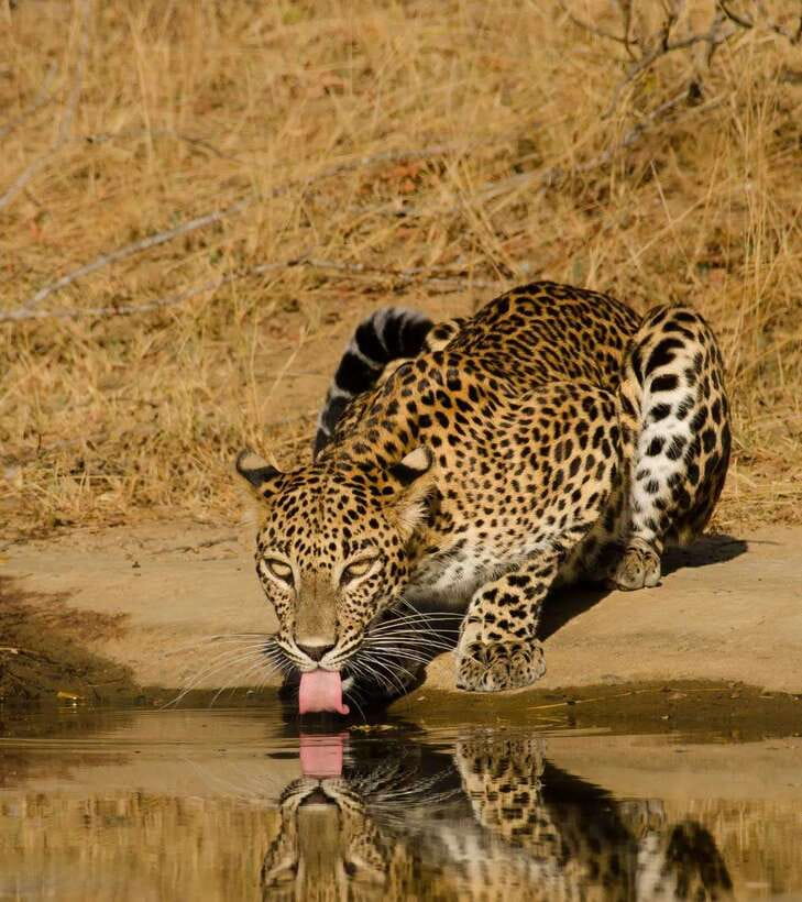 Lunugamvehera National Park ( Yala Block 5 / 6 ) Wild Safari - Key highlights worth planning for