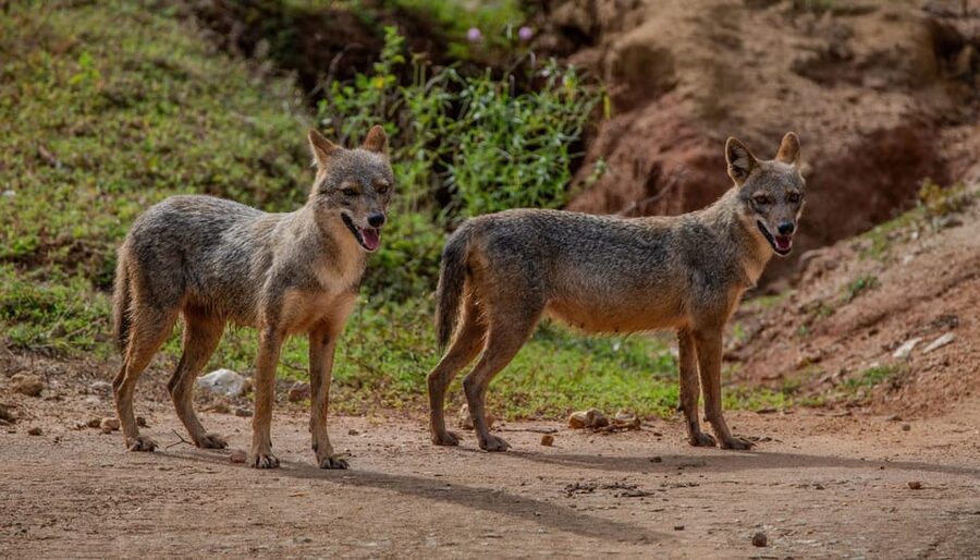 Lunugamvehera National Park ( Yala Block 5 / 6 ) Wild Safari - Quick booking verdict: should you book Lunugamvehera Block 5 and 6?