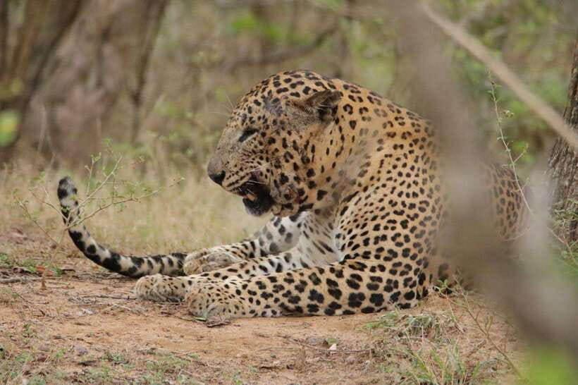 Lunugamvehera National Park ( Yala Block 5 / 6 ) Wild Safari - Leopards, elephants, sloth bears, crocodiles, and the real odds