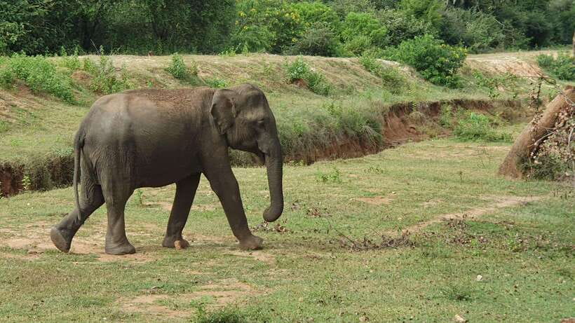 Lunugamvehera National Park ( Yala Block 5 / 6 ) Wild Safari - Price and value, what $34 covers and what costs extra