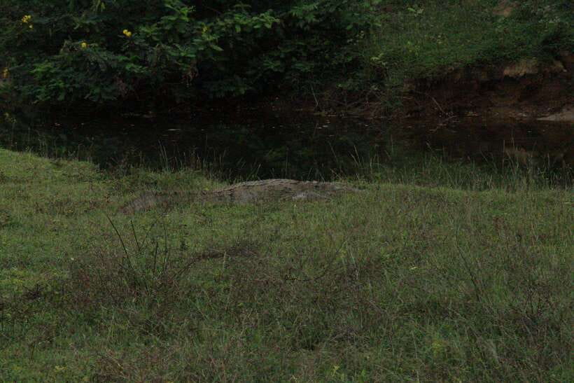 Lunugamvehera National Park ( Yala Block 5 / 6 ) Wild Safari - Who this safari suits best, and who should rethink it