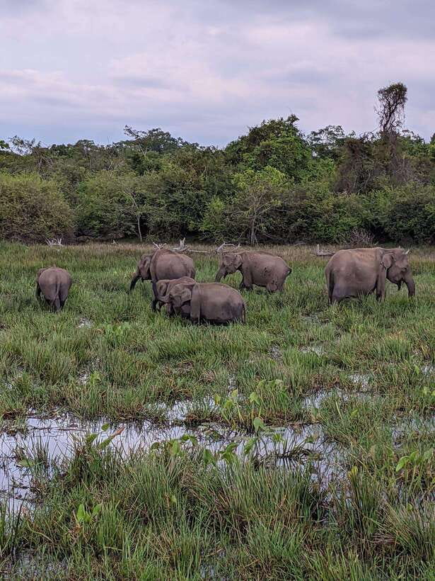 Lunugamvehera National Park ( Yala Block 5 / 6 ) Wild Safari - Pickup timing and the 1-hour ride, how logistics shape your safari