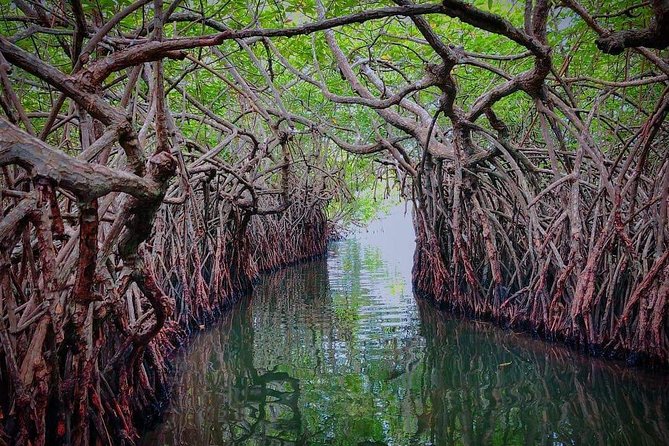 Madu River Boat Safari Balapitiya - The Island Temple Stop, and Why It’s Not Just Photo Ops