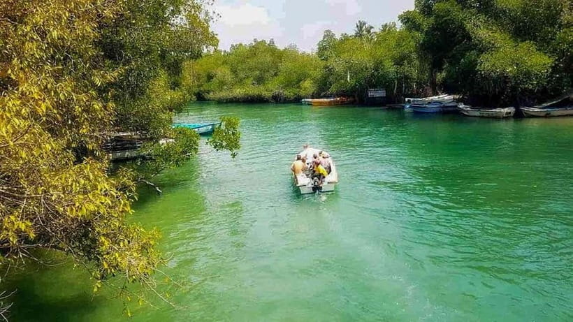 Madu River Boat Tour and Cinnamon Garden visit - How mangroves support daily life, not just scenic photos