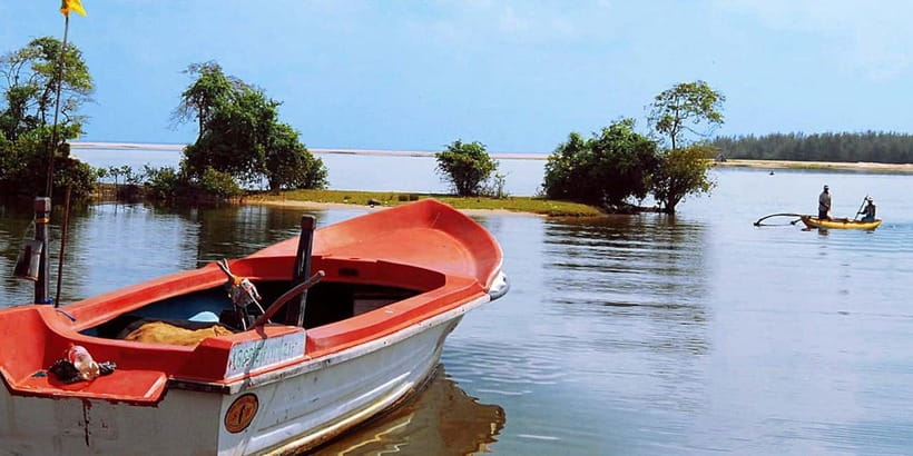 Madu River Boat Tour and Cinnamon Garden visit - Wildlife you can actually see: crocodiles, birds, and more