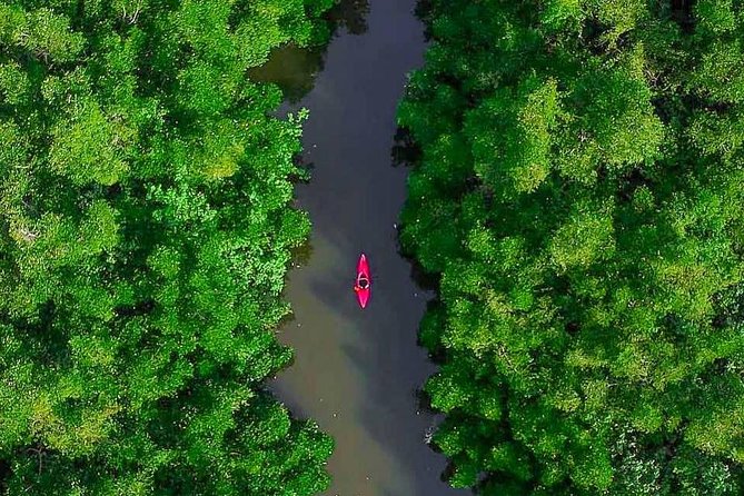 Madu River Sunrise Mangrove Kayaking from Bentota - The Buddhi safari stop moments, and why they change the value