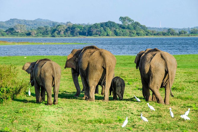 Maduru Oya National Park Private Safari with Naturalist - Key highlights to expect in Maduru Oya safari time