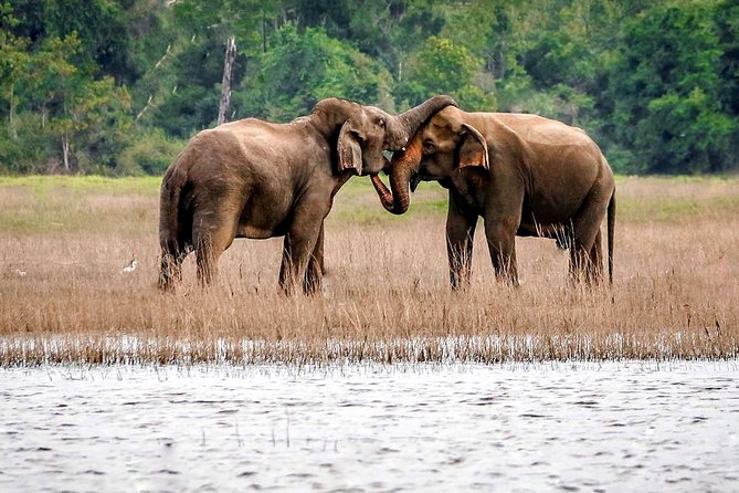 Maduru Oya National Park Private Safari with Naturalist - Maduru Oya National Park and Kuda Sigiriya: why this area feels different