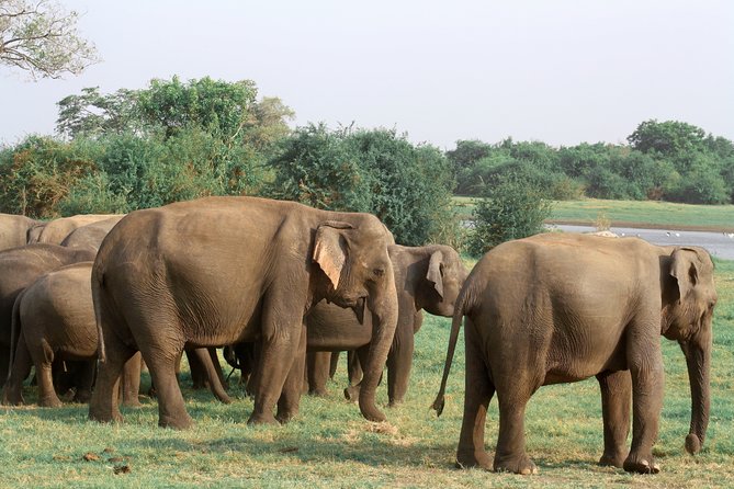 Maduru Oya National Park Private Safari with Naturalist - Birding payoff: 100+ species, and the birds you should look for first