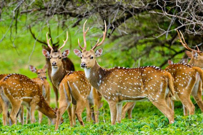 Maduru Oya National Park Private Safari with Naturalist - Price and value: how $47 per person really plays out