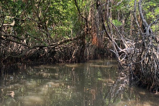 Mangrove Adventure - Mangrove Adventure at a Glance