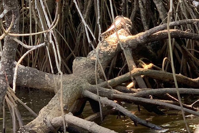 Mangrove Adventure - Bentota Mangroves, the Bentota River Estuary in One Hour