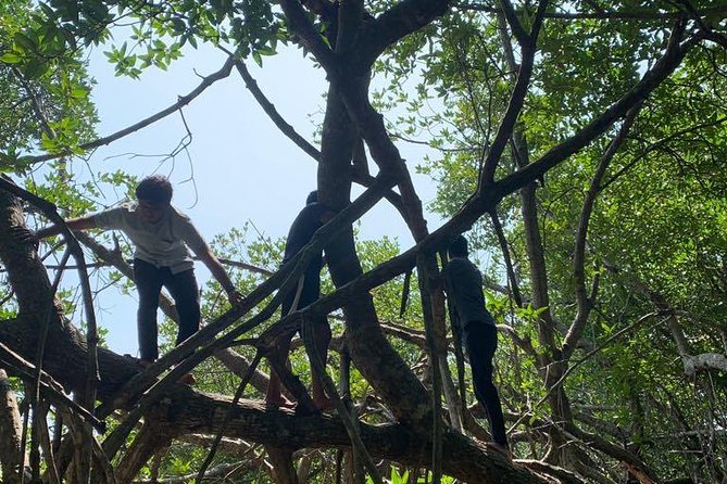 Mangrove Adventure - Zen by Design: Why This Boat Ride Feels Relaxing