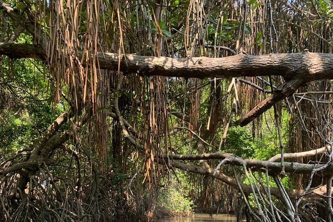 Mangrove Adventure - The Private Boat Advantage on Quiet Estuary Water