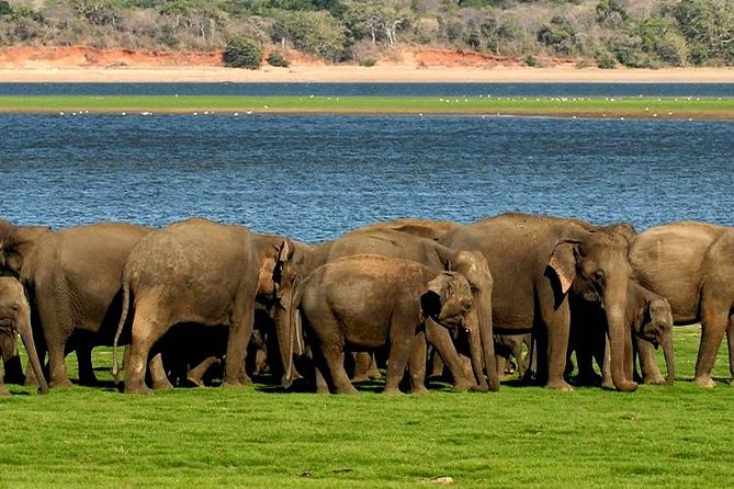 Minneriya Elephant Safari wth Sigiriya & Dambulla Cave Temples Full Day Tour - Minneriya National Park Jeep safari: seeing hundreds of elephants