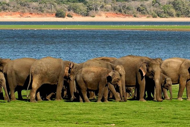 Minneriya Elephant Safari wth Sigiriya & Dambulla Cave Temples Full Day Tour - Price and value: $150 per person plus the extras you should expect