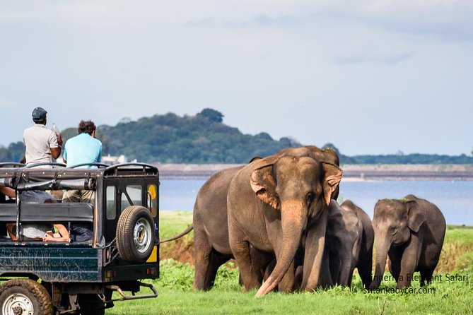 Minneriya Elephant Safari wth Sigiriya & Dambulla Cave Temples Full Day Tour - What to bring for a 10 to 12 hour day