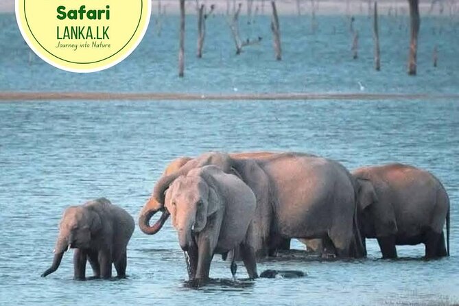 Minneriya Half Day Safari - Key highlights you’ll actually feel