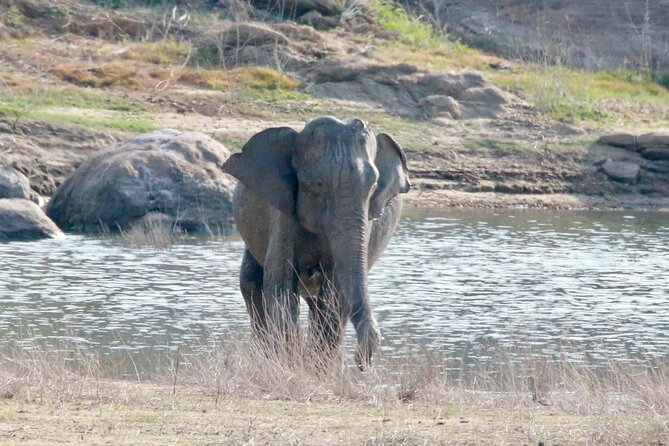Minneriya Half Day Safari - Price and value: what $33 really covers