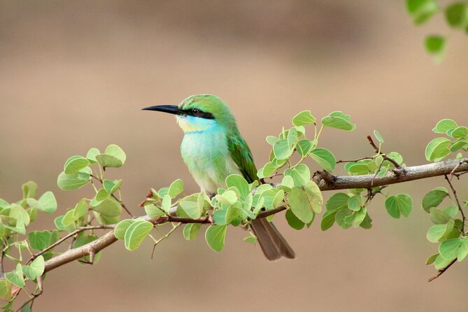 Minneriya Half Day Safari - Who this Minneriya half-day safari suits best