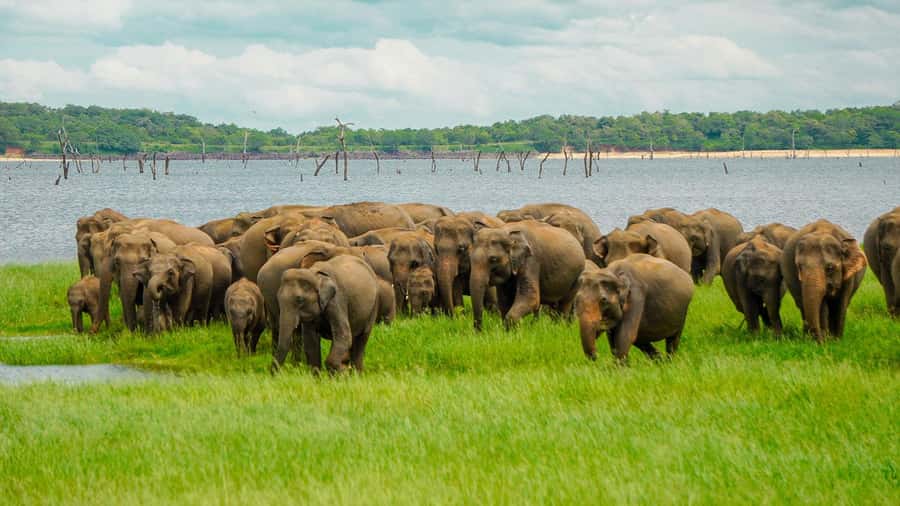 Minneriya: Minneriya National Park Private Elephant Safari - Key Highlights You Will Care About