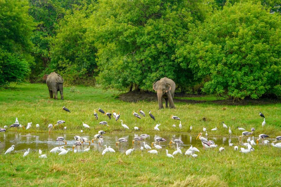 Minneriya: Minneriya National Park Private Elephant Safari - Minneriya Elephant Gathering, and Why Midday Timing Works