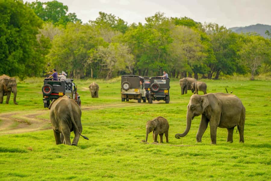 Minneriya: Minneriya National Park Private Elephant Safari - The Four-Hour Safari Flow Inside the Park
