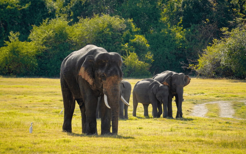 Minneriya: Minneriya National Park Private Elephant Safari - Elephants Up Close, Including Calves and Rare Moments