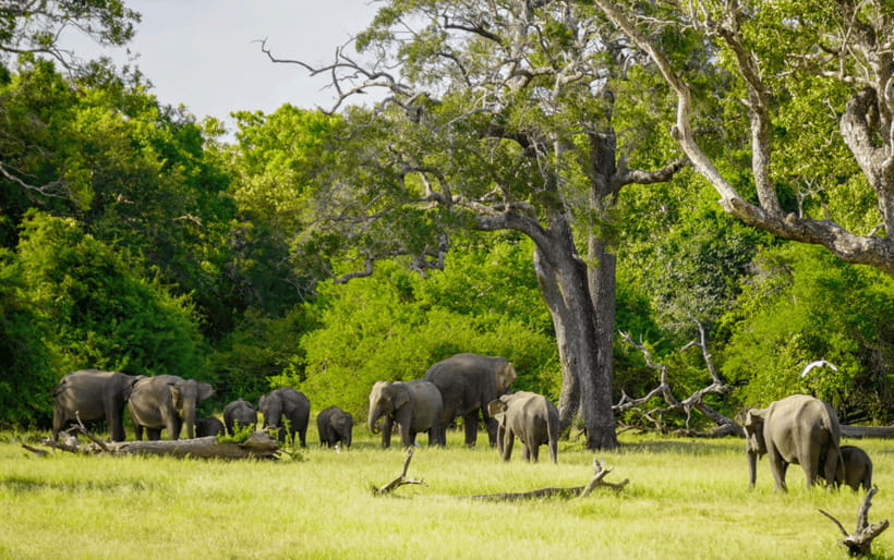 Minneriya: Minneriya National Park Private Elephant Safari - Price and Value: USD 38 Plus Park Entrance Fees