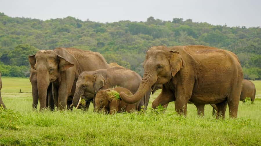 Minneriya: Minneriya National Park Private Elephant Safari - What to Bring, What to Avoid, and Comfort Tips That Matter