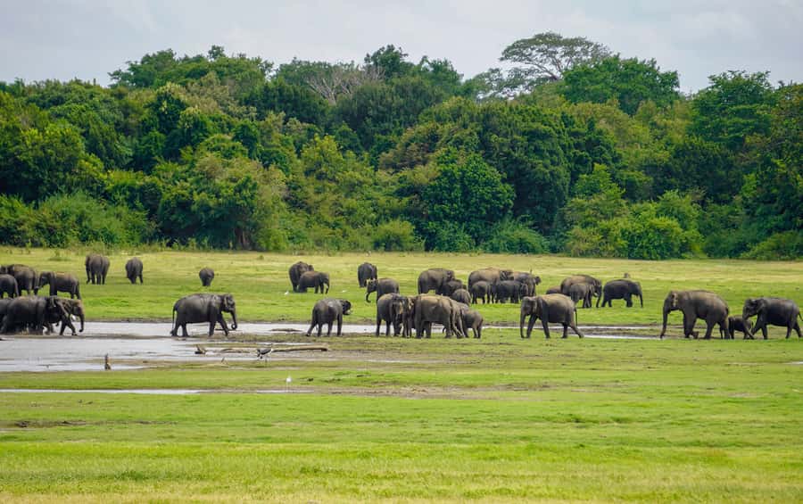 Minneriya: Minneriya National Park Private Elephant Safari - Should You Book This Minneriya Private Elephant Safari?
