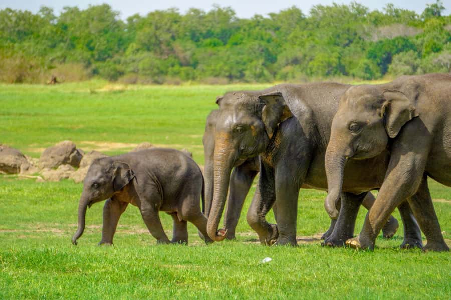 Minneriya: Minneriya National Park Private Elephant Safari - Private Jeep Logistics from Dambulla, Sigiriya, or Habarana