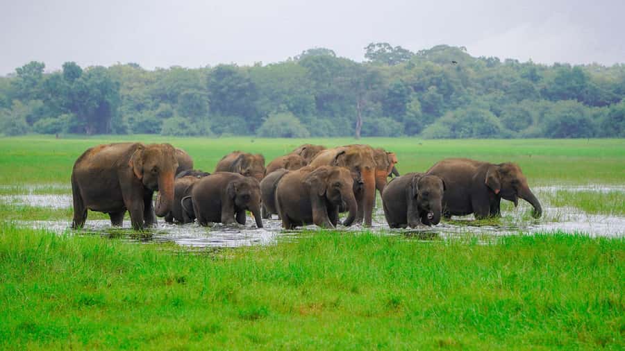 Minneriya: Minneriya National Park Private Evening Safari - Key Points to Know Before You Go