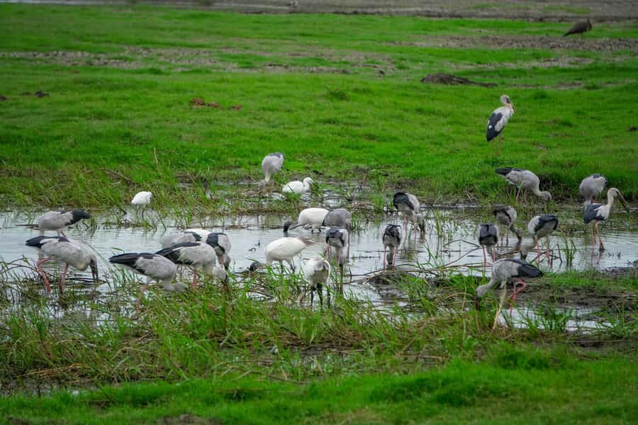 Minneriya: Minneriya National Park Private Evening Safari - Respect for Wildlife in Practice, Not Just on Paper
