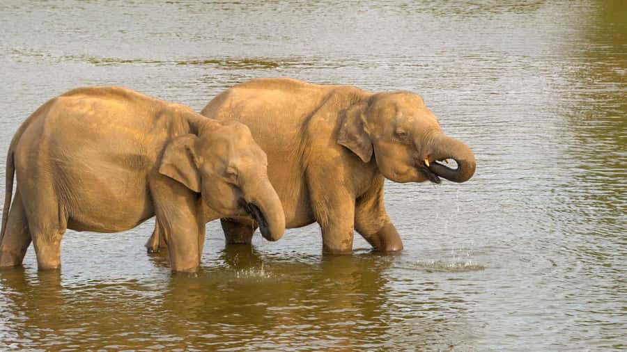 Minneriya: Minneriya National Park Private Evening Safari - Price and What You Really Get for USD 41