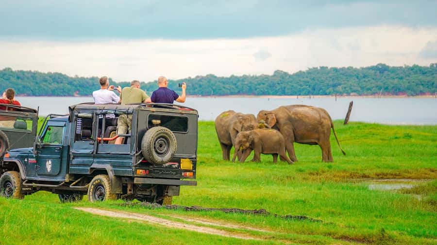 Minneriya: Minneriya National Park Private Evening Safari - What to Bring, What Not to Do, and Simple Comfort Wins