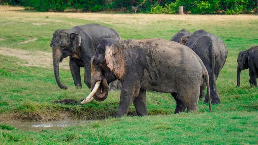 Minneriya: Minneriya National Park Private Evening Safari - Who This Safari Is For (and Who Should Skip It)